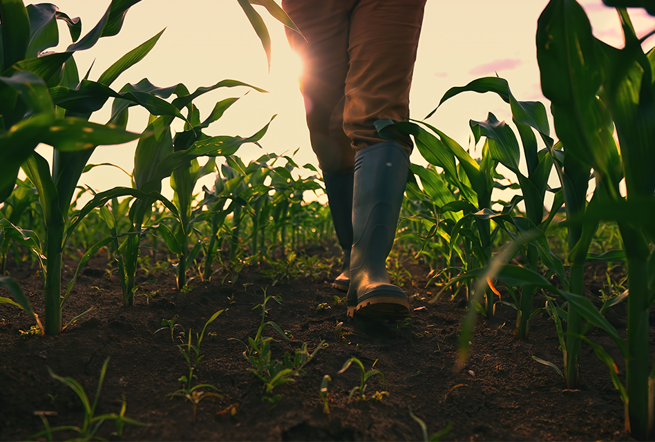 Person walking in a field